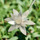 Sterling Silver Flower necklace